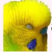 Shimaiの画像