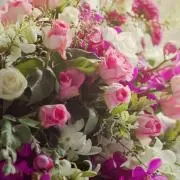 camelia