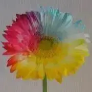 Rainちゃんの画像