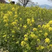 まるみやの画像