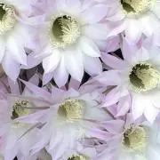 nahiの画像