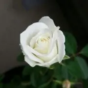 夕