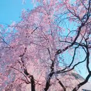 うー（プロフ確認お願いします）の画像