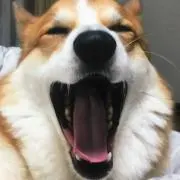 ピッコロの画像