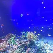よしおかの画像