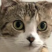 ぬす