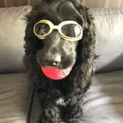 リッキーの画像