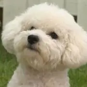 ころまるの画像