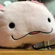 ぽっぽの画像