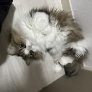 くまごろうの画像