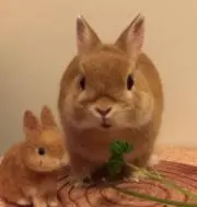 うさぎの画像
