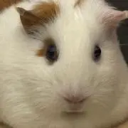 かさの画像