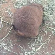 たかの画像