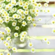 アン