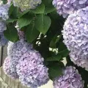 kuukiiの画像