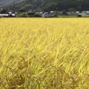 Komeの画像