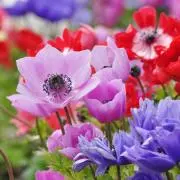anemone