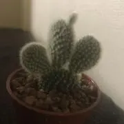 マロ