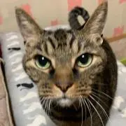 ミッチ