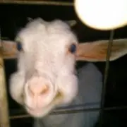 みっち