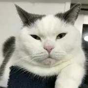 すみれ