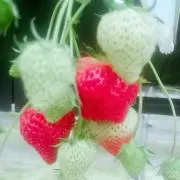 こけし※プロフ必読の画像