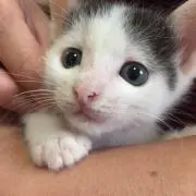 キツツキ