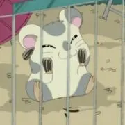 ちゃんの画像