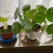 AAの画像