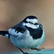 早く歩く鳥