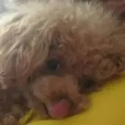 peroの画像