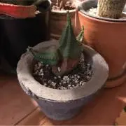 めんそれーたむの画像