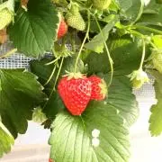 にゃにゃ