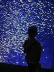 ベッチの画像
