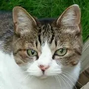 ねこのみいたろうの画像