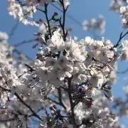 まめ