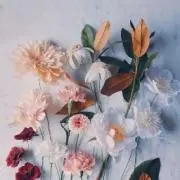 shicaの画像