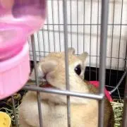 ゆうこりん