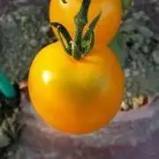 YRM310の画像