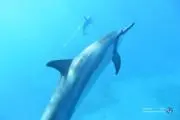 てんてん
