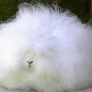 ノアの画像