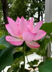 sora　早めの発送・対応を心がけますの画像