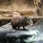 銭ゲバの画像