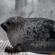 ごんぬの画像