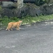 ファッショニズムの画像