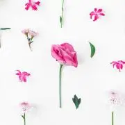 ＊のの花＊の画像