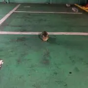 いわたちゃん