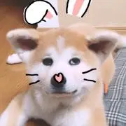 どんまいーいの画像