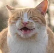 まきにゃんの画像
