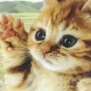 ぽちゃんこ(プロフご一読下さい)の画像